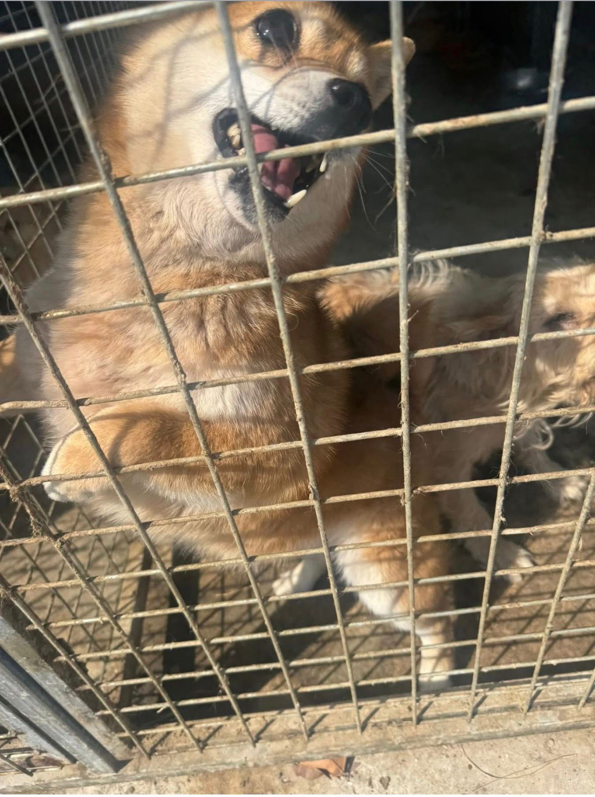 Hond achter tralies in de vleesindustrie in China