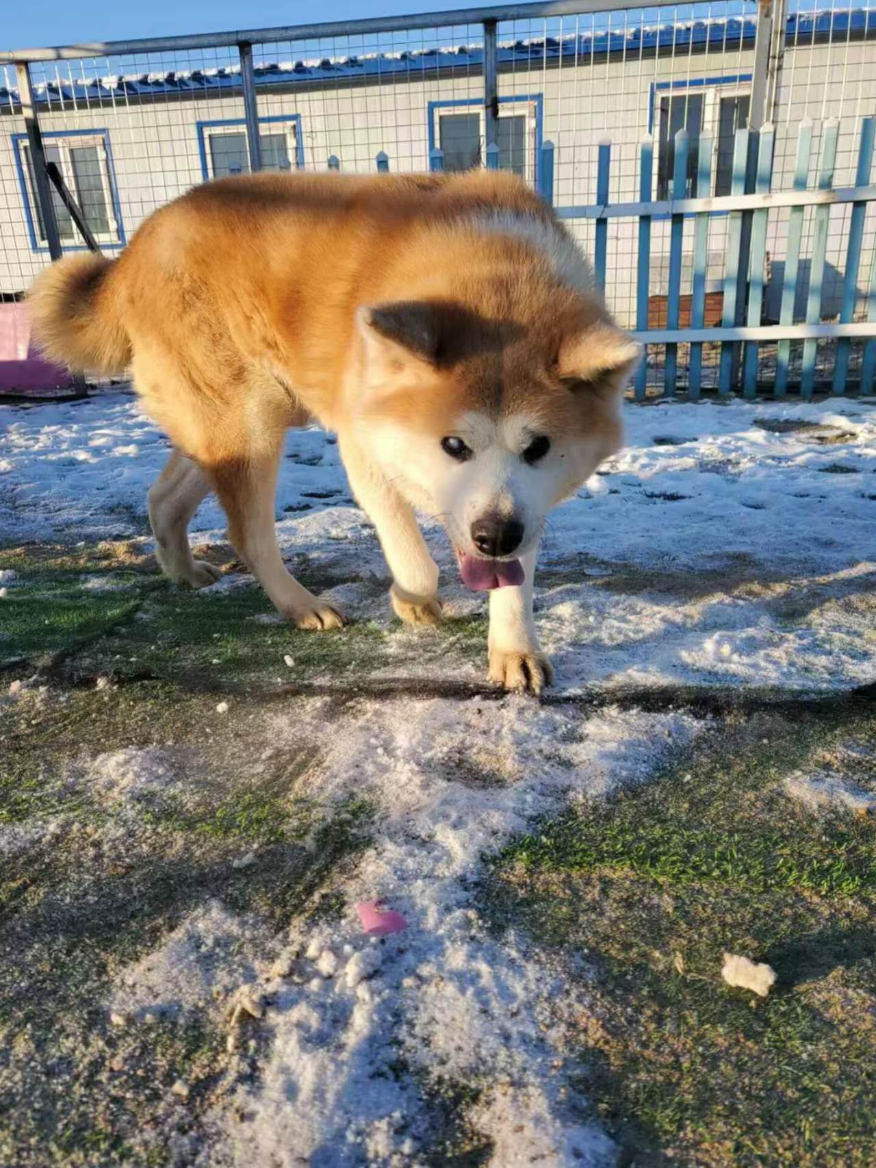 Akita-achtige hond uit een rescue in China in een besneeuwde opvang