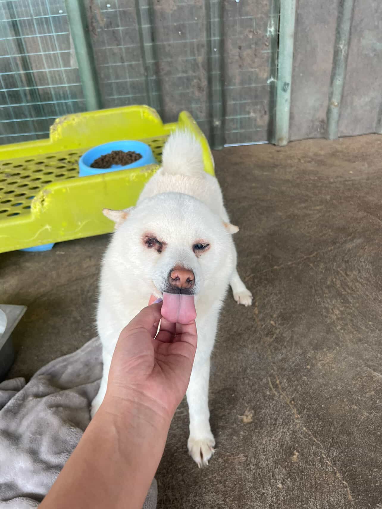 Witte hond uit een rescue in China met zichtbaar letsel
