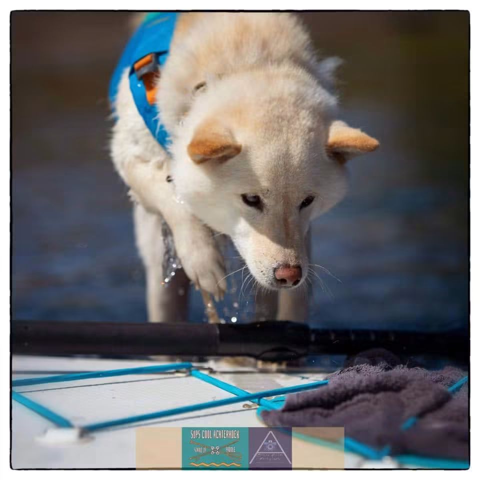 Suppen met je hond