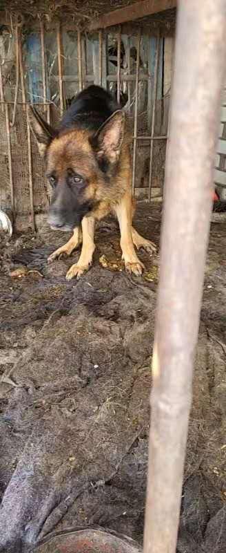 Hond uit China rescue traject