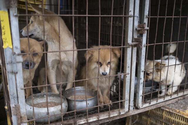 Rescuehond uit China in opvangsituatie