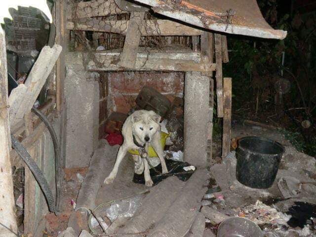 Rescuehond uit China na redding