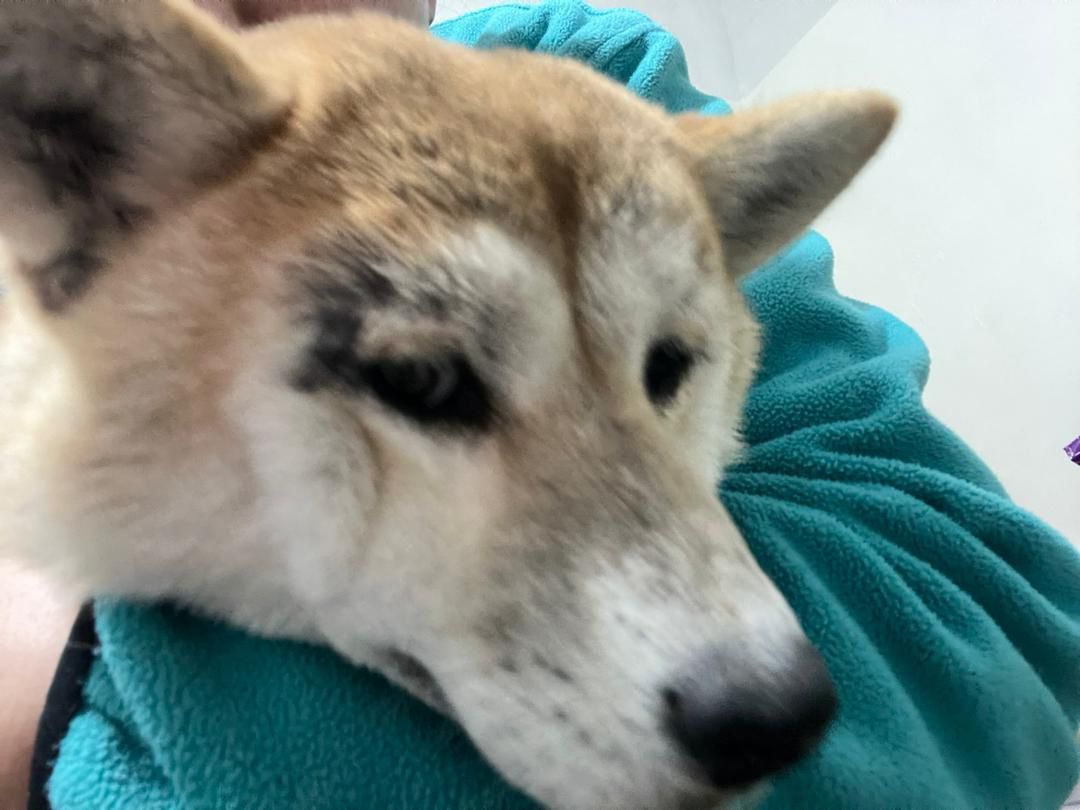 China rescue hond in veilige opvang