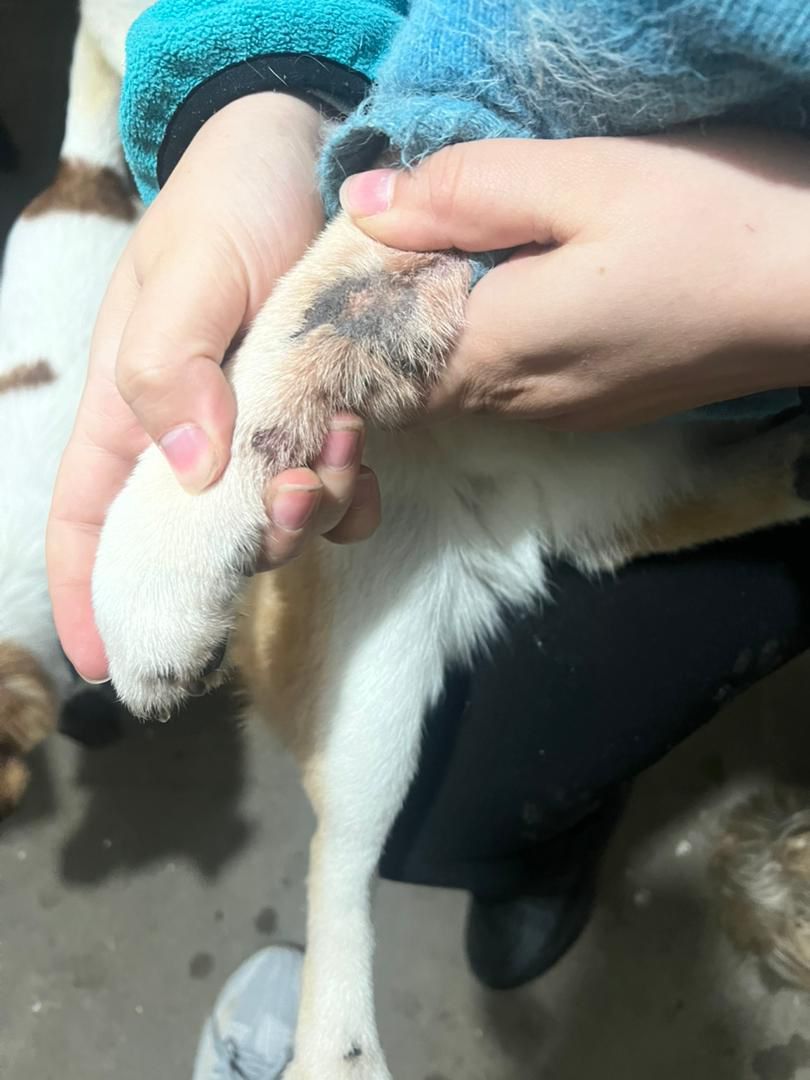 Dog photo 2