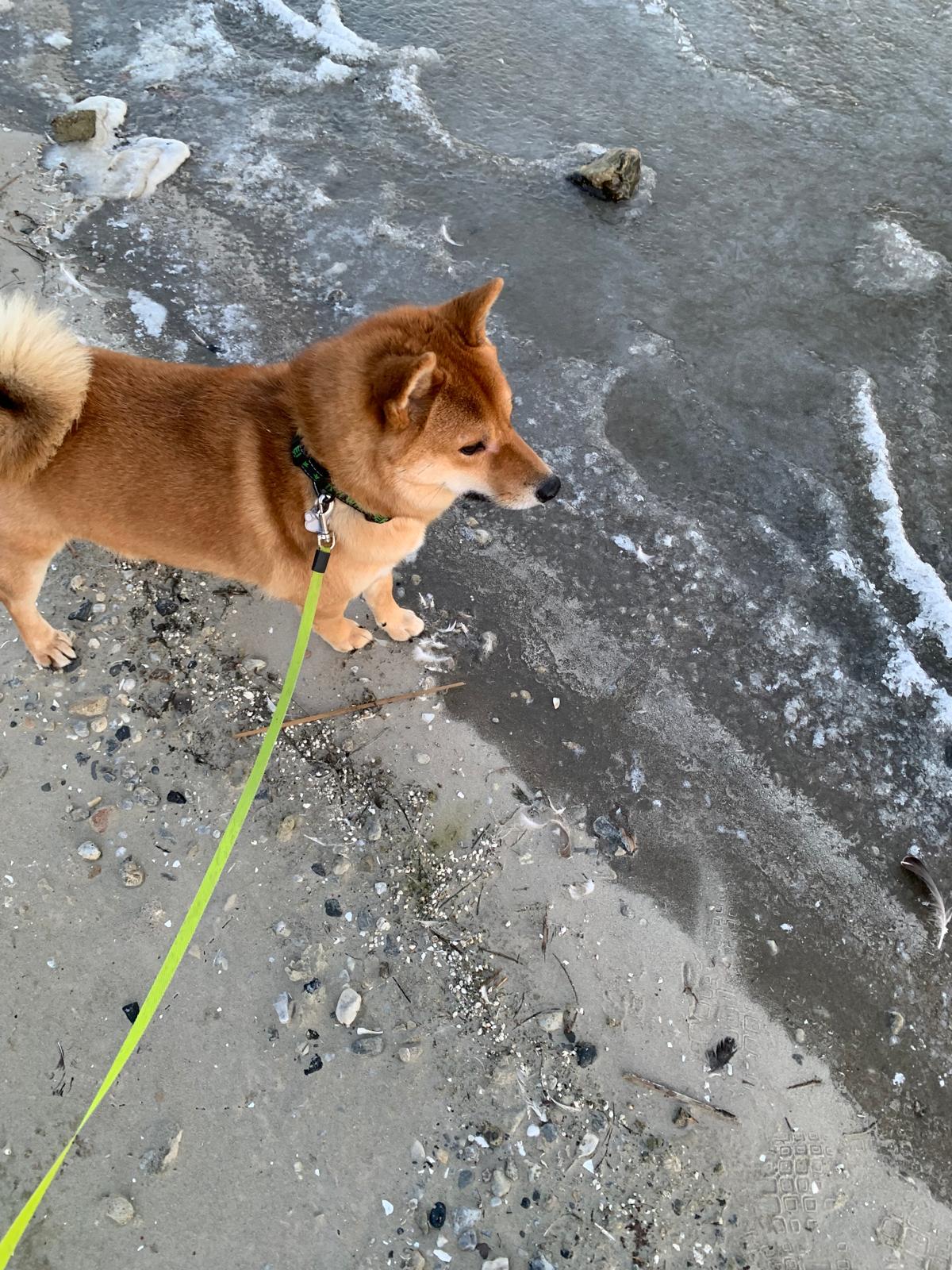 Pichu - Marga