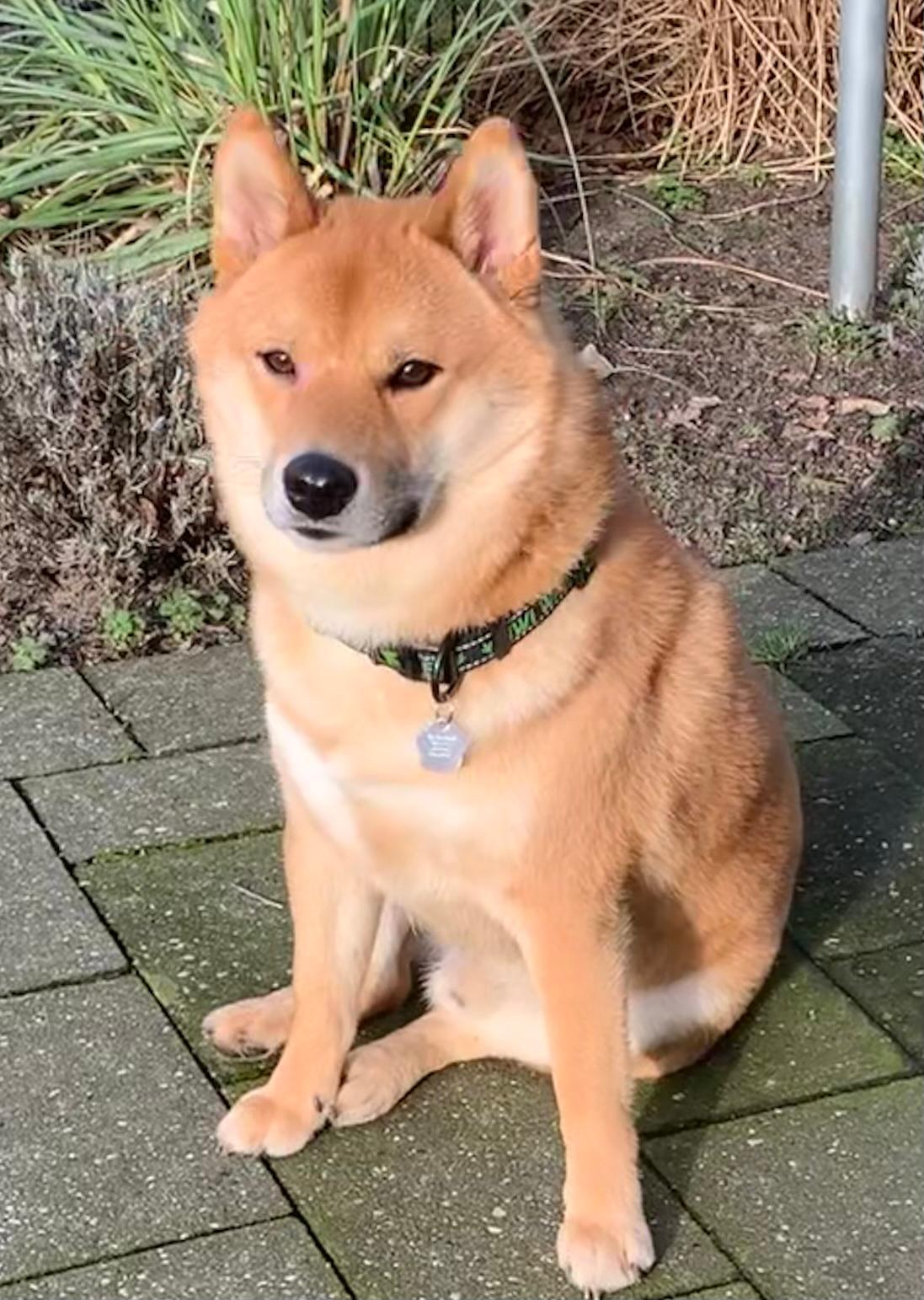 Pichu thuis bij Marga