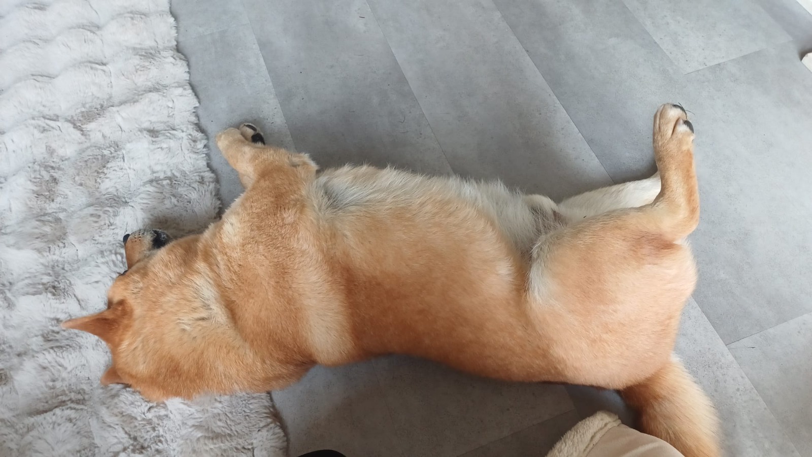 Tin Tin - adoptieverhaal Satenik