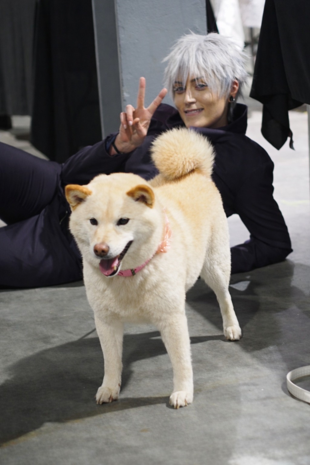 Silastheviirus als cosplay-ambassadeur van Safe Haven Inu Rescue