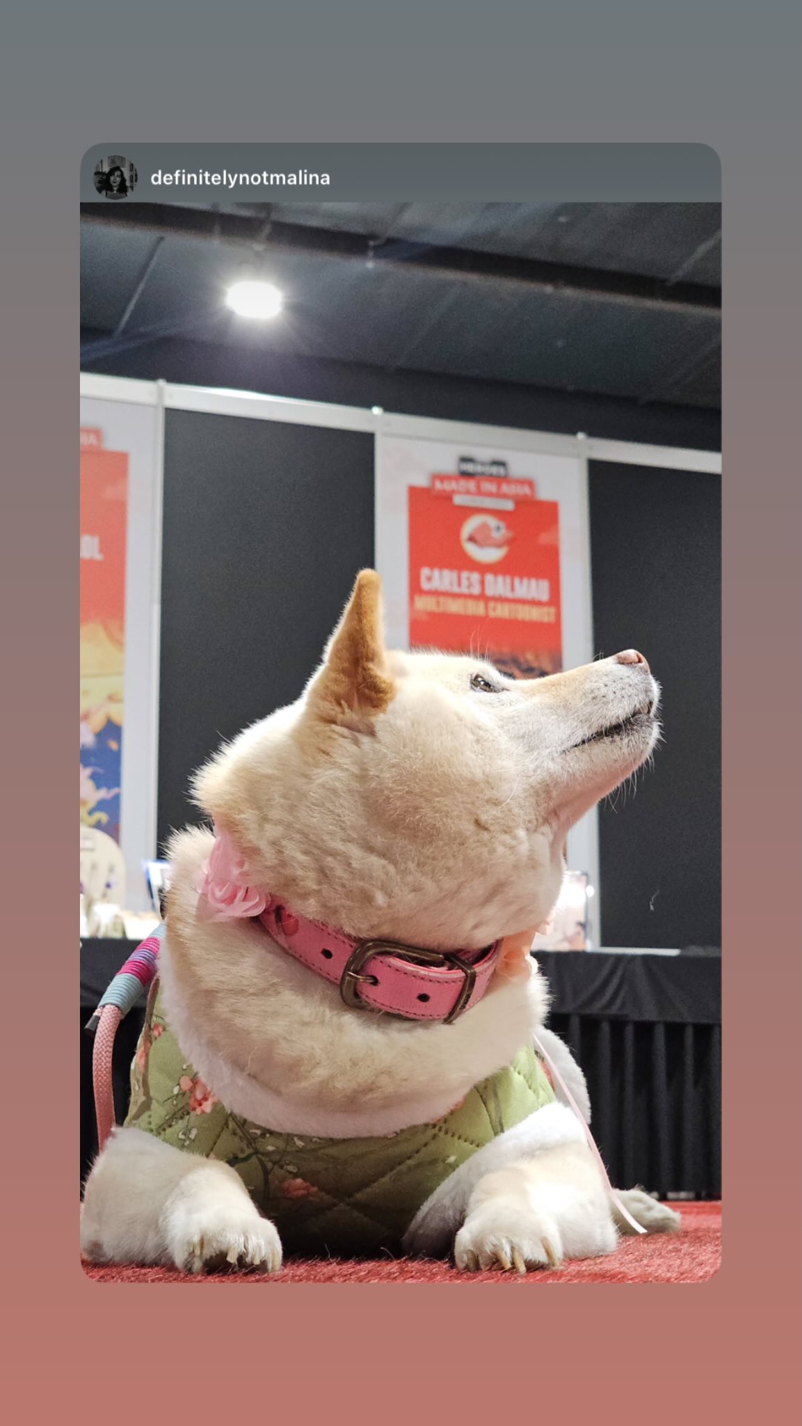 Instagrambeeld van cosplay-ambassadeur bij Safe Haven Inu Rescue