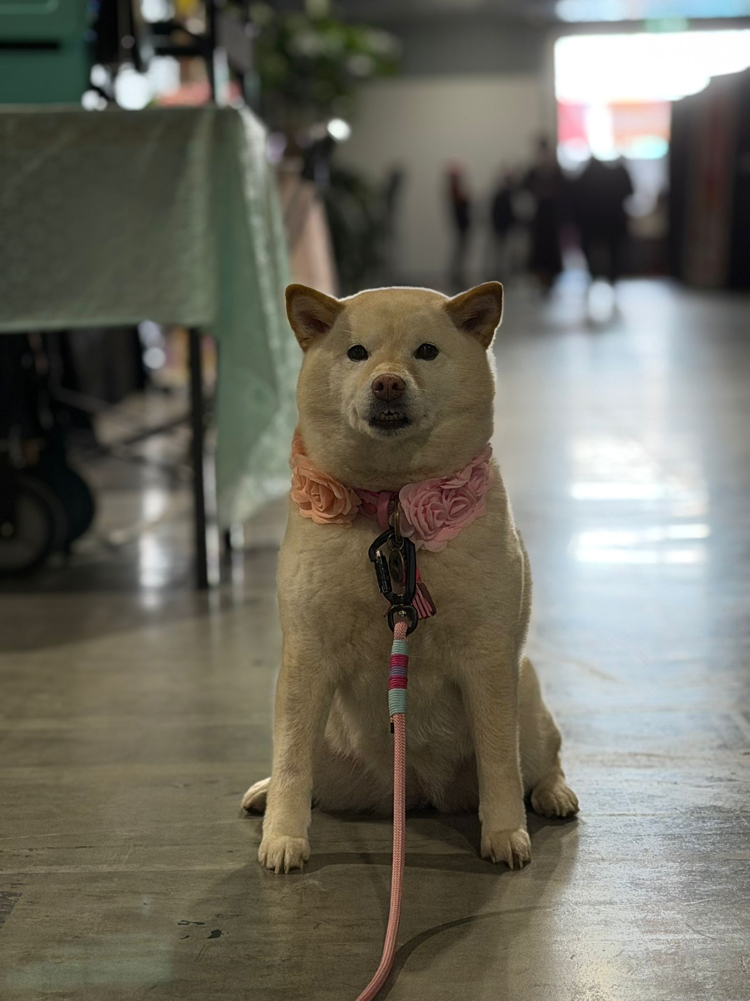 Impressie van Safe Haven Inu Rescue op Heroes Made in Asia