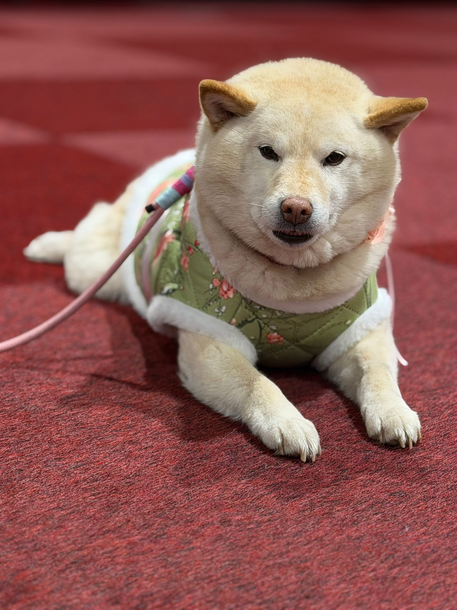 Communitybeeld van Safe Haven Inu Rescue tijdens Heroes Made in Asia