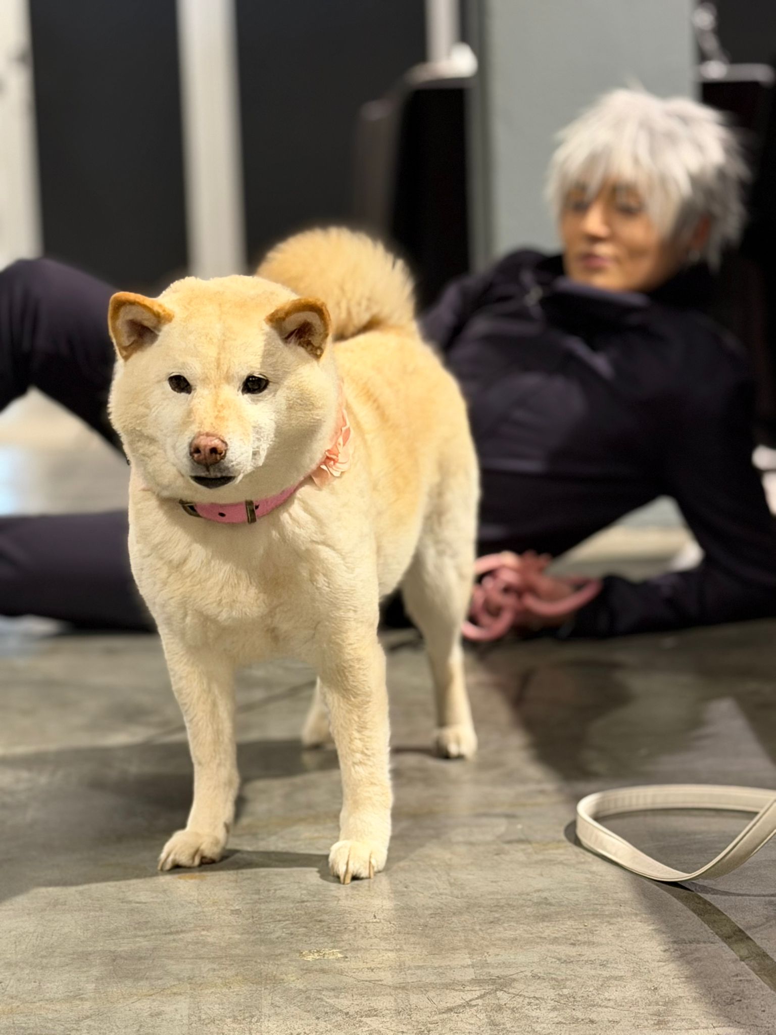 Interactiemoment bij Safe Haven Inu Rescue op Heroes Made in Asia