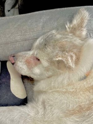 Zorgen om Kitsune