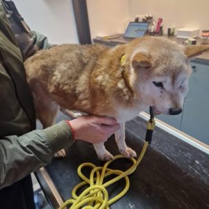 Tanuki naar de DA