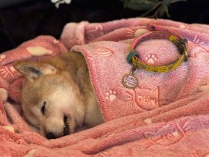 Lieve Tanuki, tot ooit meisje...