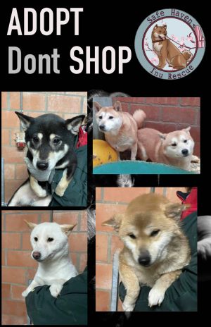 Adopt don't shop