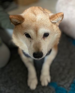 Update Tanuki