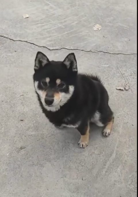 Oliver (Oribā)