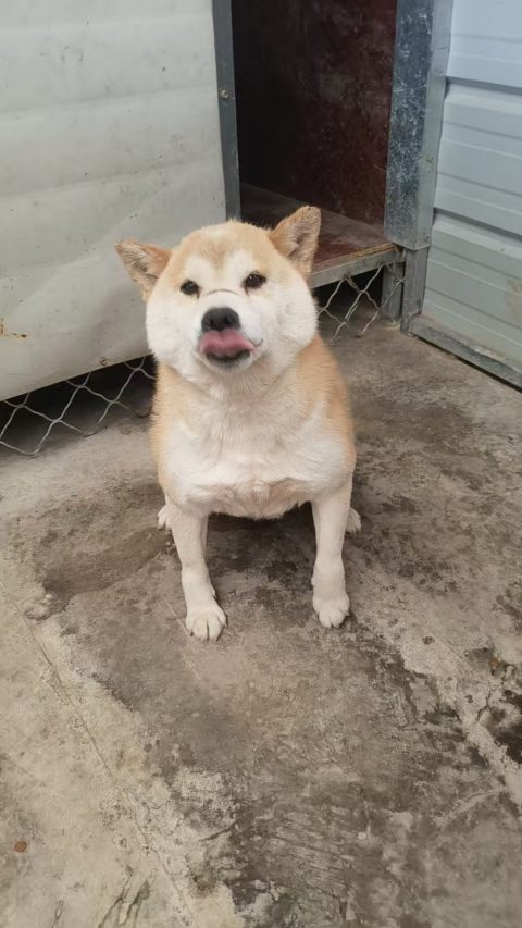 Hana-ko