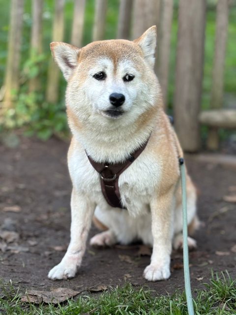 Chai Ukiyo