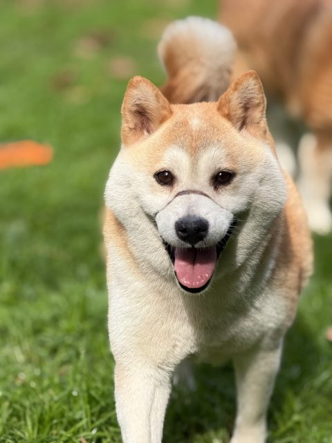Hana-ko