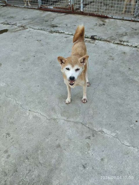 Kiku