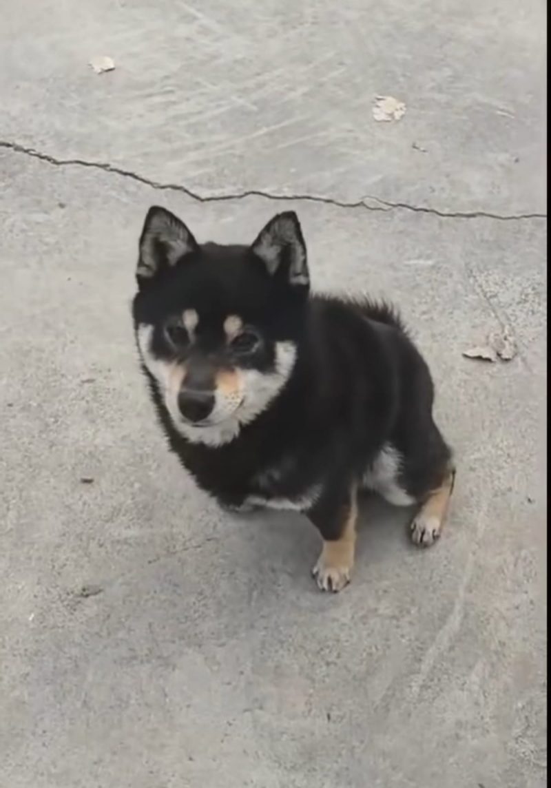 Oliver (Oribā)